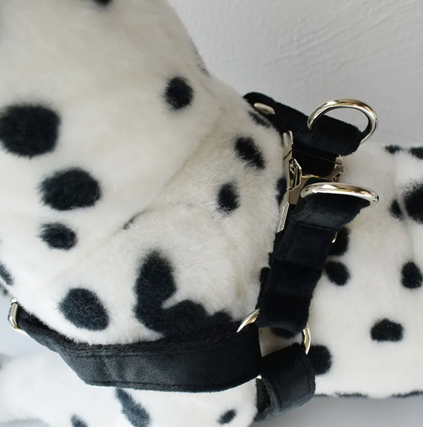 Black Dog Harness Set